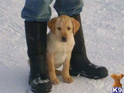 Puppies in MN